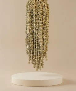 Torkad okra ~ Bamyayê Hîşk